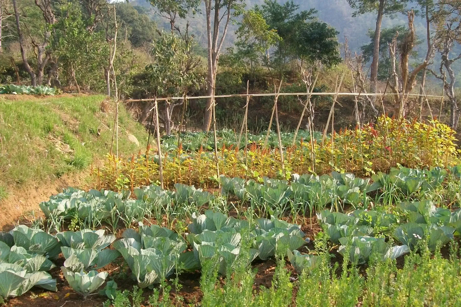 Organic farming in Nepal