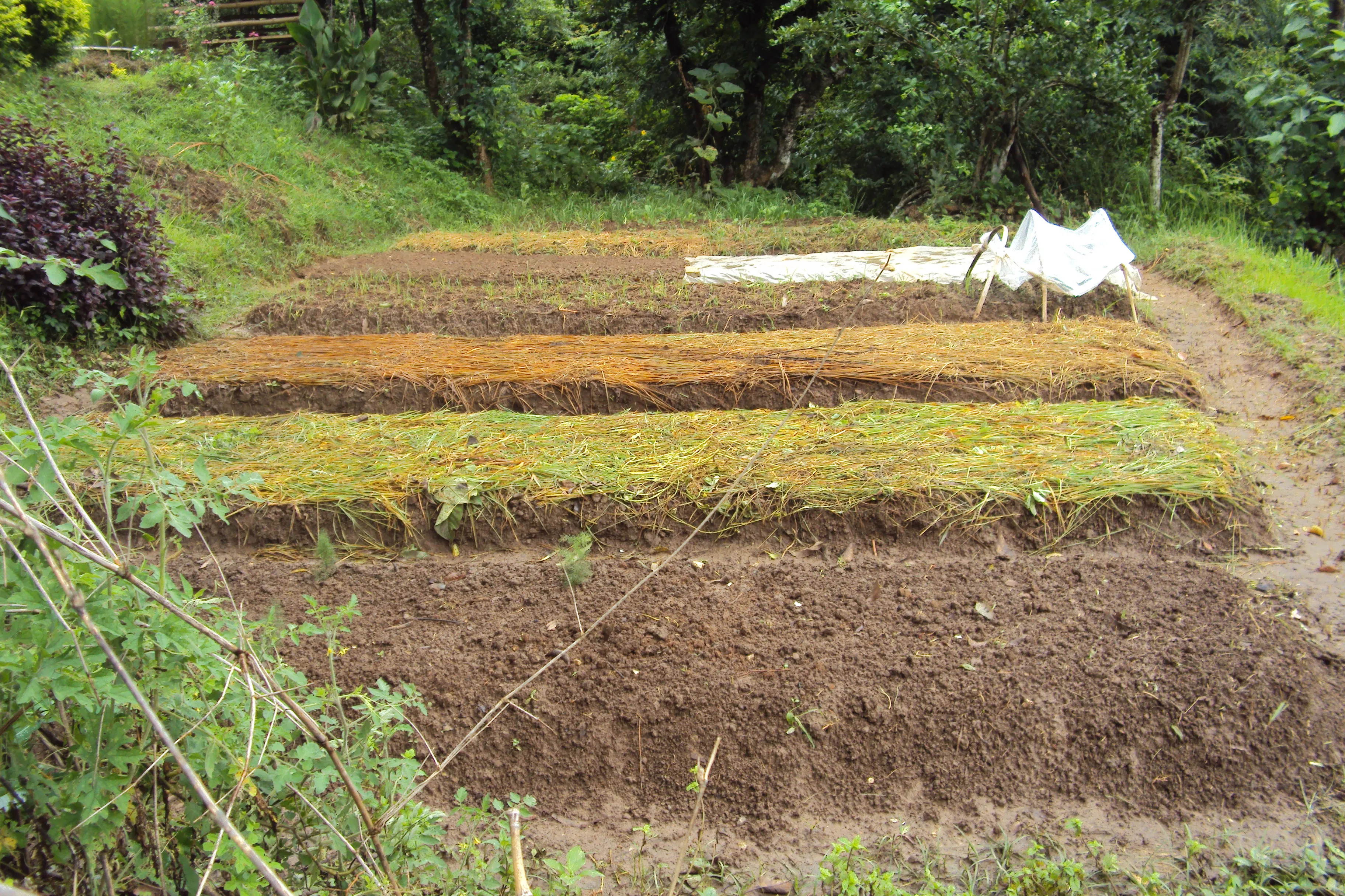 Organic farming in Nepal