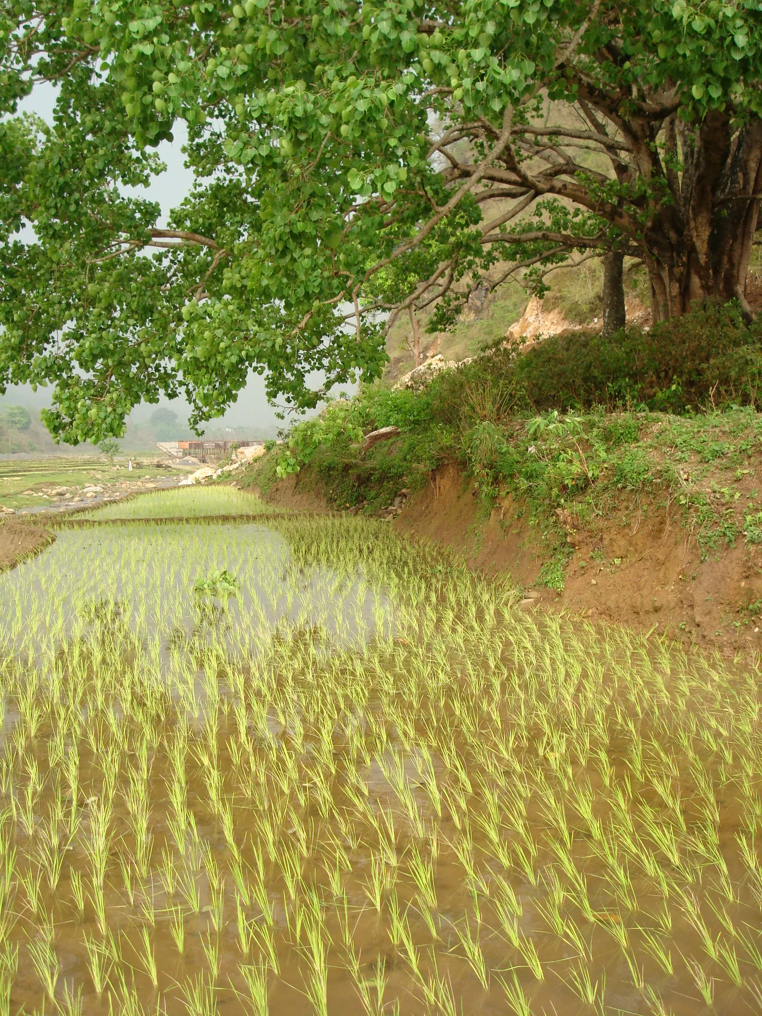 SADP Nepal photo 37
