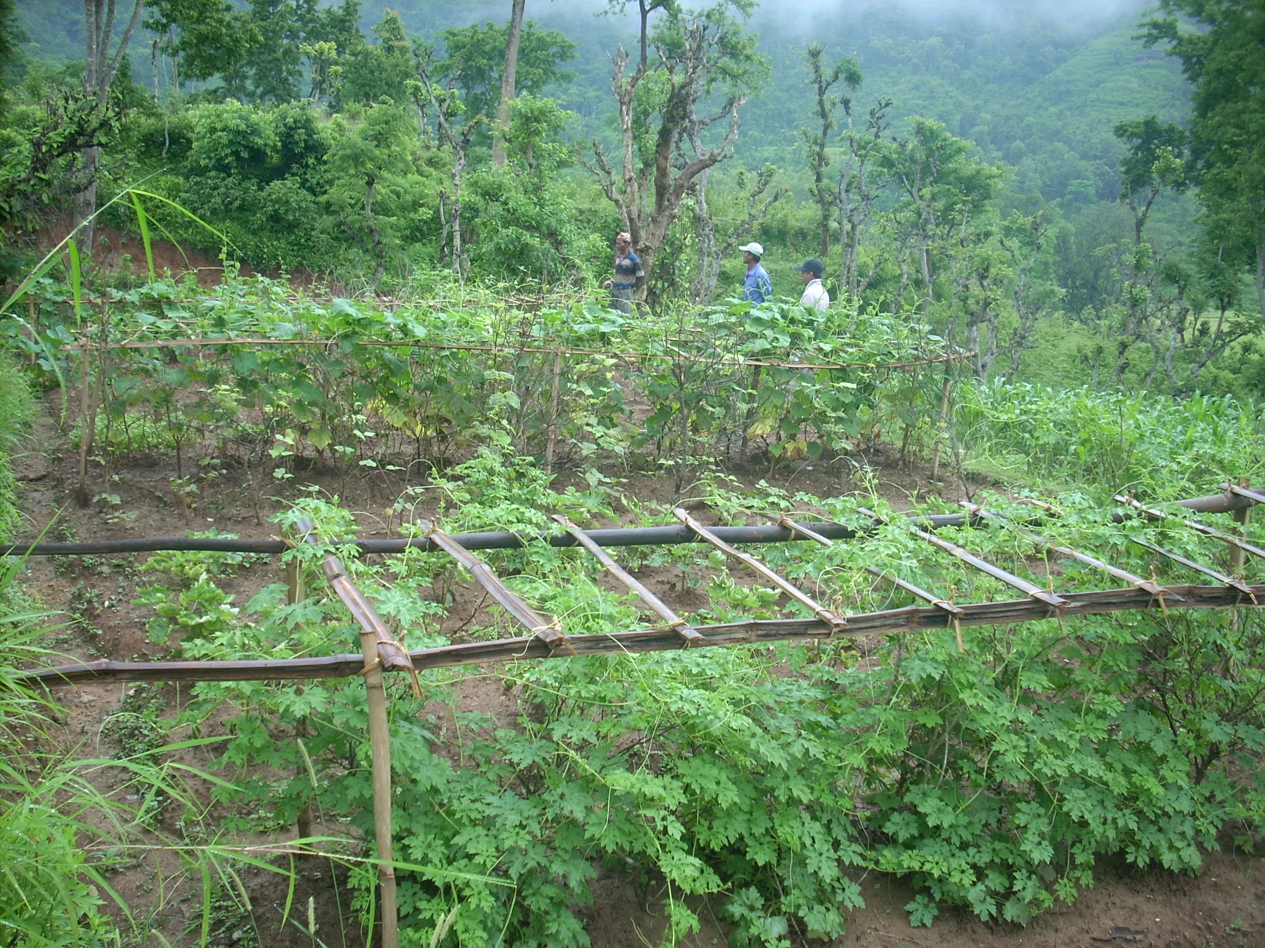 Internship program at organic farm in Pokhara