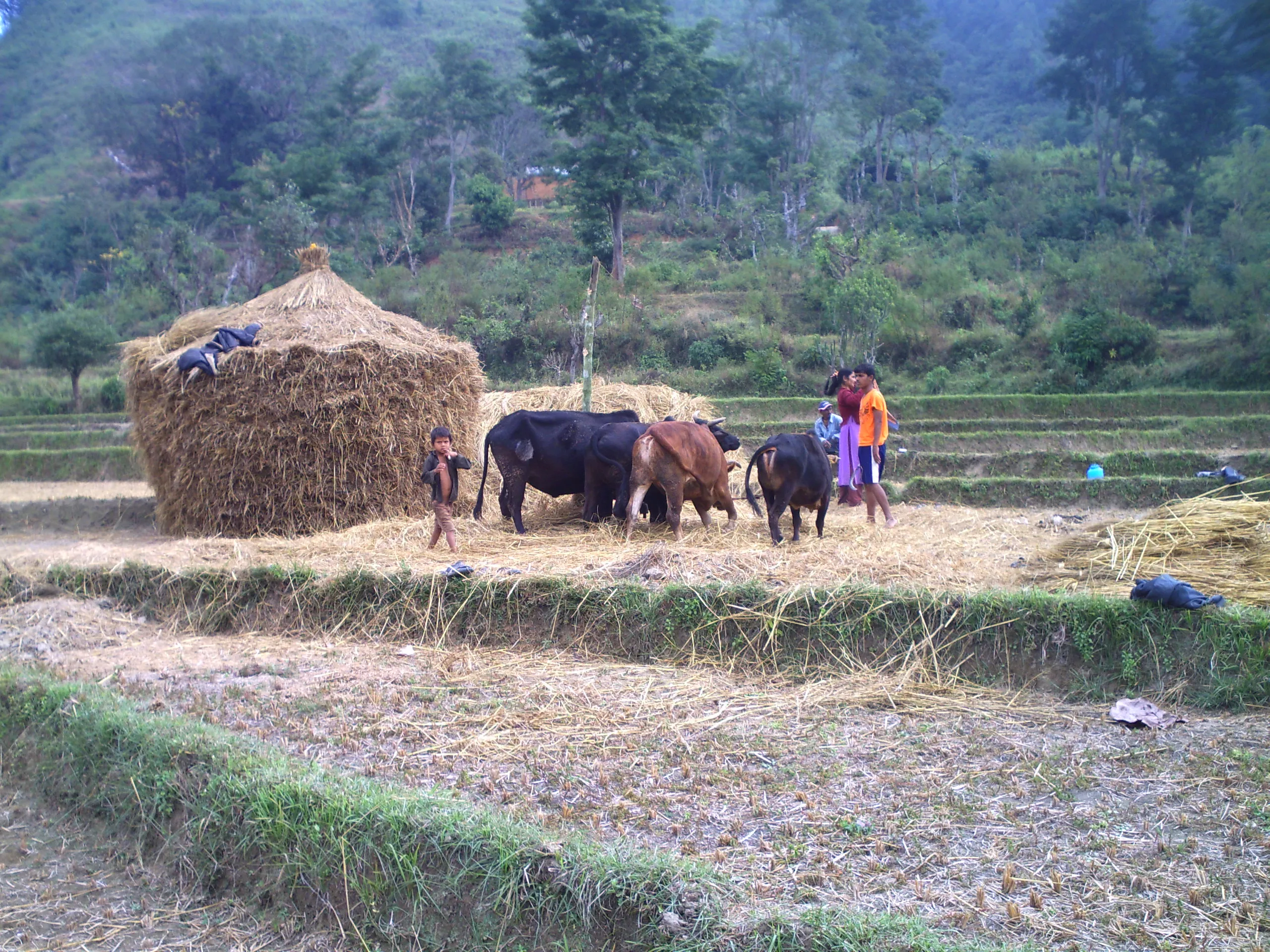 SADP Nepal photo 47